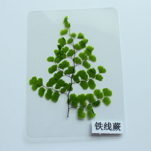 树叶植物标本塑封卡片成品教学用具真树叶学生儿童幼儿园认识标本 - 图2
