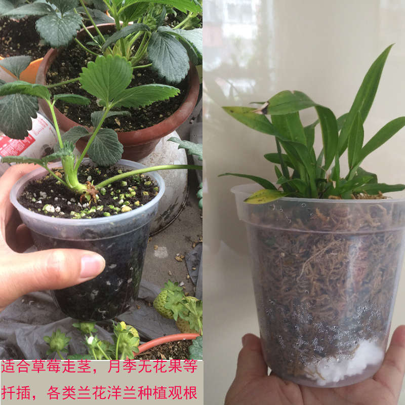 适合养石斛蝴蝶兰专用透明塑料花盆高档特大口径深高客厅海芋圆形 小仙园艺 淘优券 适合养石斛蝴蝶兰专用透明塑料花盆高档特大口径深高客厅海芋圆形 小仙园艺 淘优券