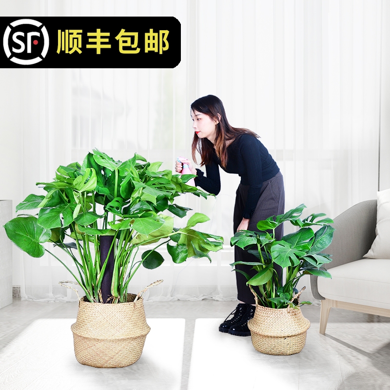 龟背竹大植物盆景绿植室内阳台客厅净化空气水培花卉盆栽开背ZB - 图0