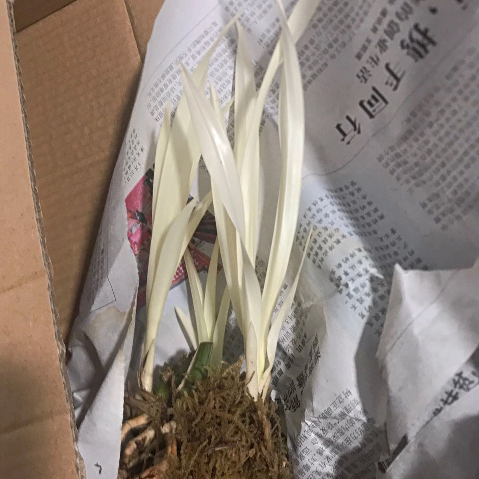 兰花精品花卉七彩白玉高端艺草幽灵草绿植盆栽 - 图3