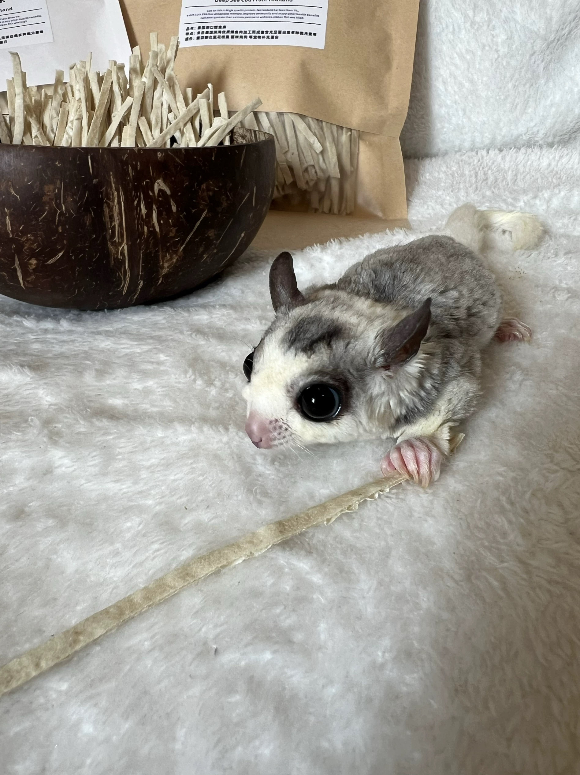 泰国进口蜜袋鼯零食用品鳕鱼条蜜袋鼬宠物仓鼠飞鼠鳕鱼丝密袋鼠,淘宝优惠券,粉丝福利购,淘宝优惠卷