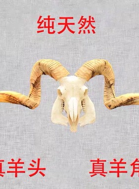 西藏纯天然真羊头骨真羊角标本装饰品摆件手工壁挂特色手工艺品