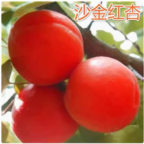 沙金红杏树苗品种杏树苗早熟特大甜杏子树果树活苗南北方地栽种植 - 图0