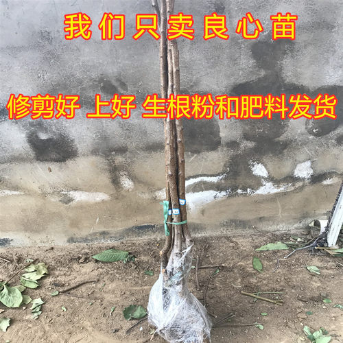 沙金红杏树苗品种杏树苗早熟特大甜杏子树果树活苗南北方地栽种植 - 图1