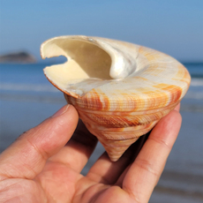 Морская раковина 天然稀有大海螺龙宫翁戎螺贝壳鱼缸造景装饰标本收藏送礼海星墙贴