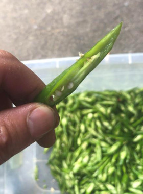 商用辣椒切丝机斜片莲藕切片