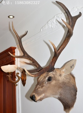 标本酒吧北欧风格生财有鹿壁饰