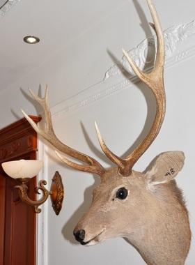标本酒吧北欧风格生财有鹿壁饰