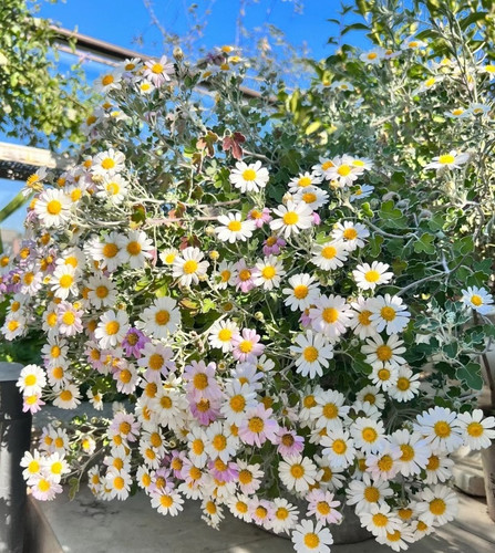 足摺野路菊 银叶边 爆花量大 耐热耐寒多年生阳台庭院高山野趣菊 - 图0