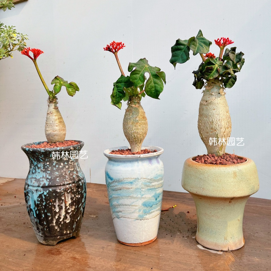 佛肚海棠树盆栽老桩块根植物室内外花卉耐热耐旱四季勤花观叶绿植 - 图2