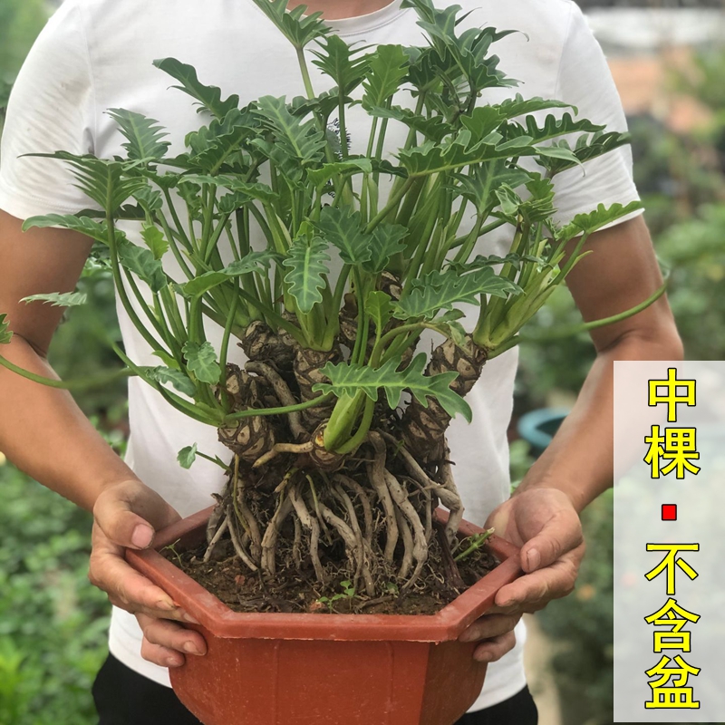 春羽大盆栽植物龙鳞杆水培老桩室内小天使绿植龟背竹耐阴观叶植物-图0