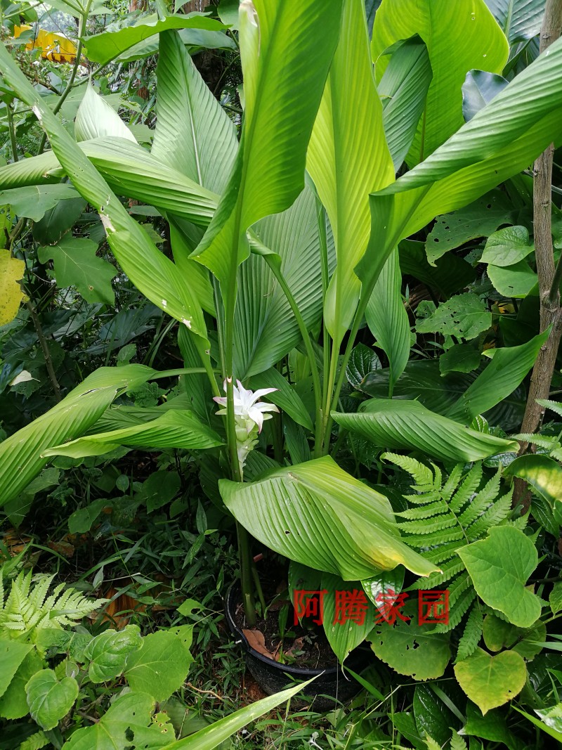 白花姜黄姜蛋黄姜红心姜荷花咖喱香料染色食用药用观赏姜科绿植 - 图2