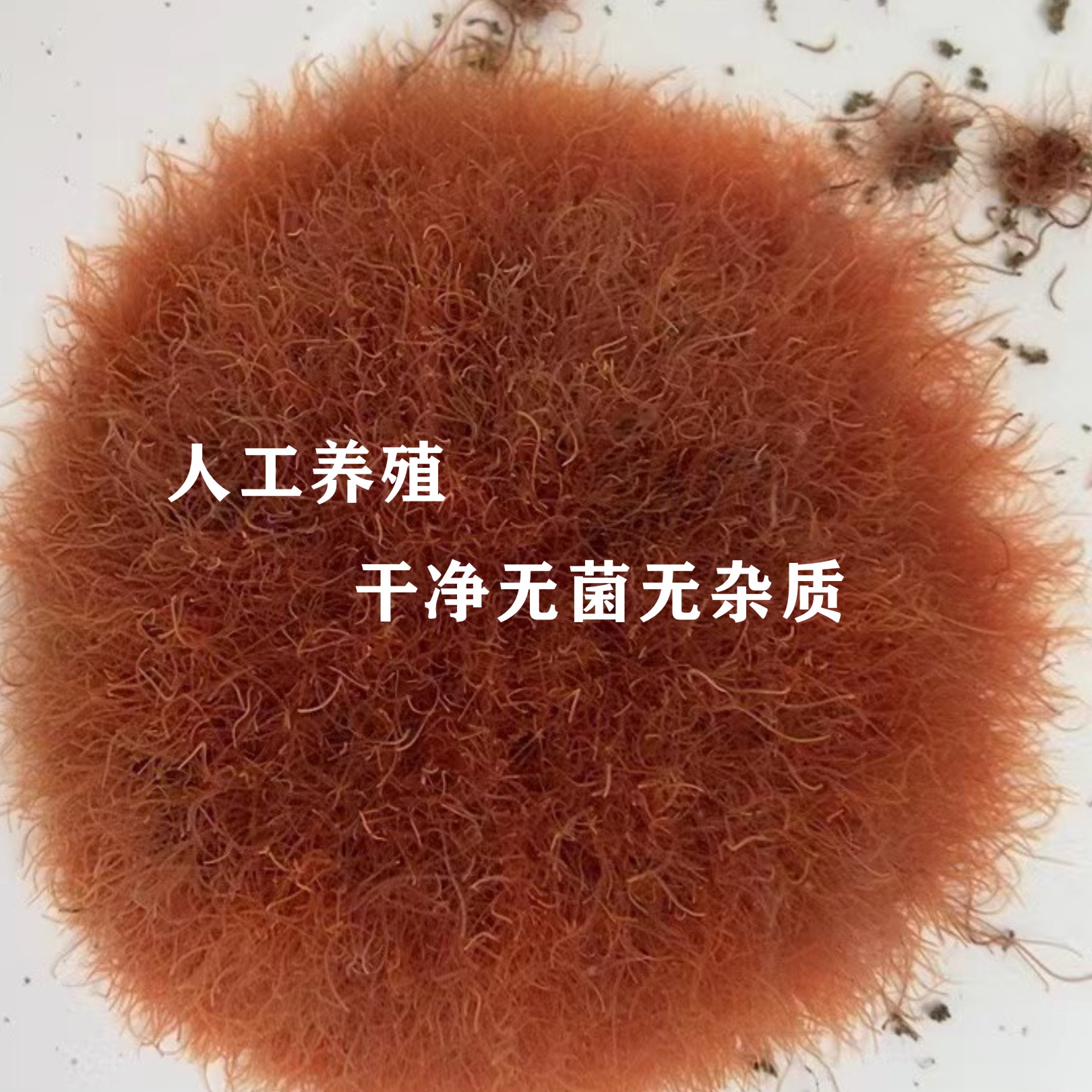 鱼饲料红线虫鲜活线虫活饵鱼食水蚯蚓孔雀观赏鱼六角恐龙生物饵料 - 图1