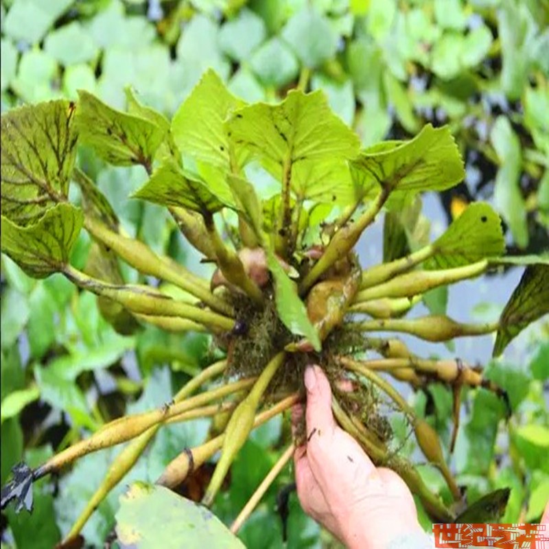 夏季水生花卉 青菱红菱角菱角苗子观赏食用两不误庭院窗台水菱角 - 图1