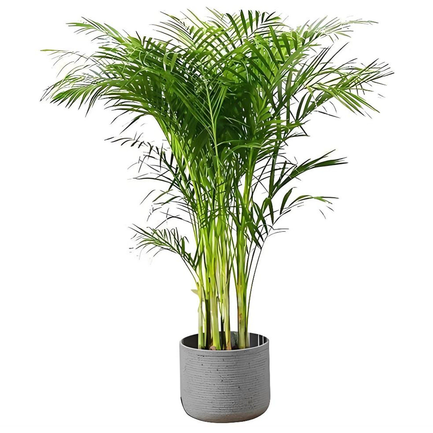 散尾葵植物凤尾竹盆栽客厅桌面大型富贵椰子花卉绿植天堂鸟绿植花,淘宝优惠券,粉丝福利购,淘宝优惠卷