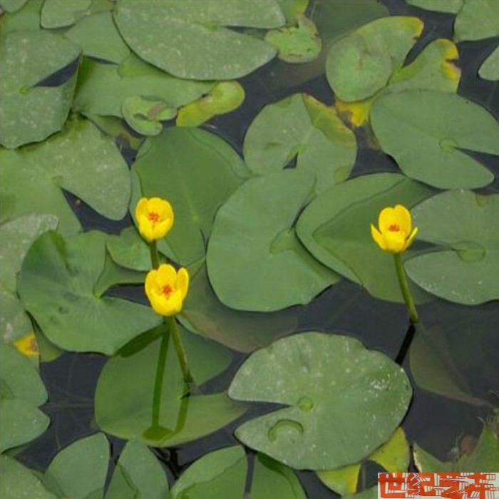 圆叶萍荇菜萍蓬草浮萍水浮莲莼菜庭院净化空气黄花一叶莲盆栽鱼缸-图3