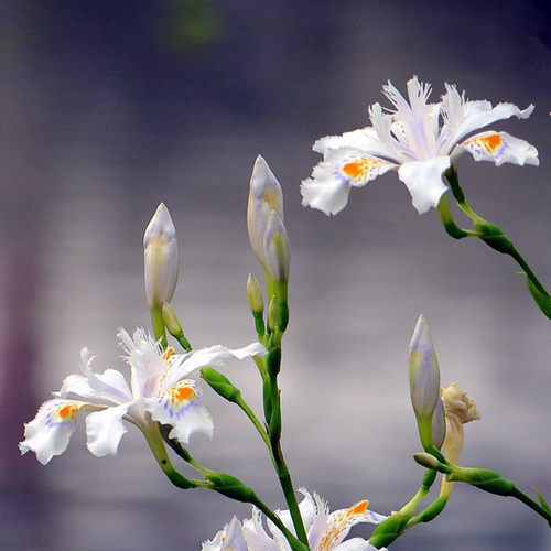西伯利亚鸢尾花苗挺水植物池塘马兰水生美人蕉莺尾大花萱草蝴蝶兰 - 图0