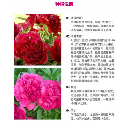 重瓣芍药花苗盆栽庭院花卉四季全根发货摆放阳台客厅芍药苗牡丹花 - 图3