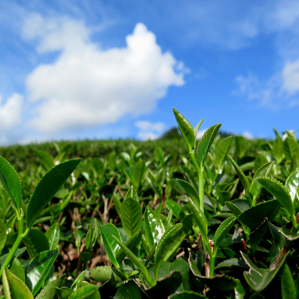 【晓山堂】清香型铁观音茶叶内安溪产春茶乌龙茶核心产区茶礼盒