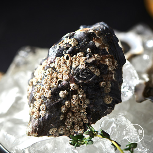 进口法国原装生蚝 吉娜朵官方授权店 N1 12只鲜活 牡蛎 - 图2