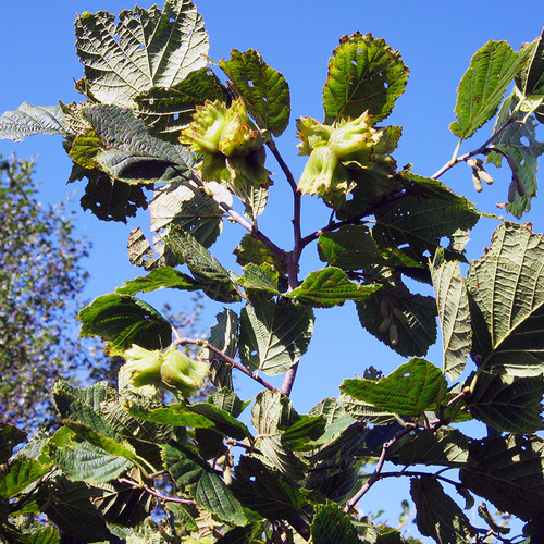 新货东北野生榛子东北特产新鲜原味榛子生的小山榛子炒熟原味孕妇 - 图1