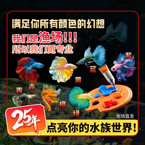 精品孔雀鱼合集蓝白天空蓝孔雀鱼活体活鱼热带鱼高端孔雀鱼观赏鱼 - 图0