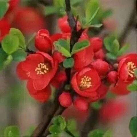 西府海棠庭院四季海棠高杆海棠树苗垂丝海棠花耐寒植物北美海棠花 - 图0