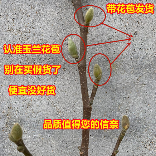 玉兰花树苗带花苞紫玉兰矮化盆栽南北方种植庭院四季花卉耐寒植物 - 图3