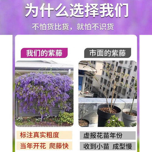 庭院紫藤树苗别墅花卉紫藤花老桩爬藤植物风景树门前大树开花盆栽 - 图0