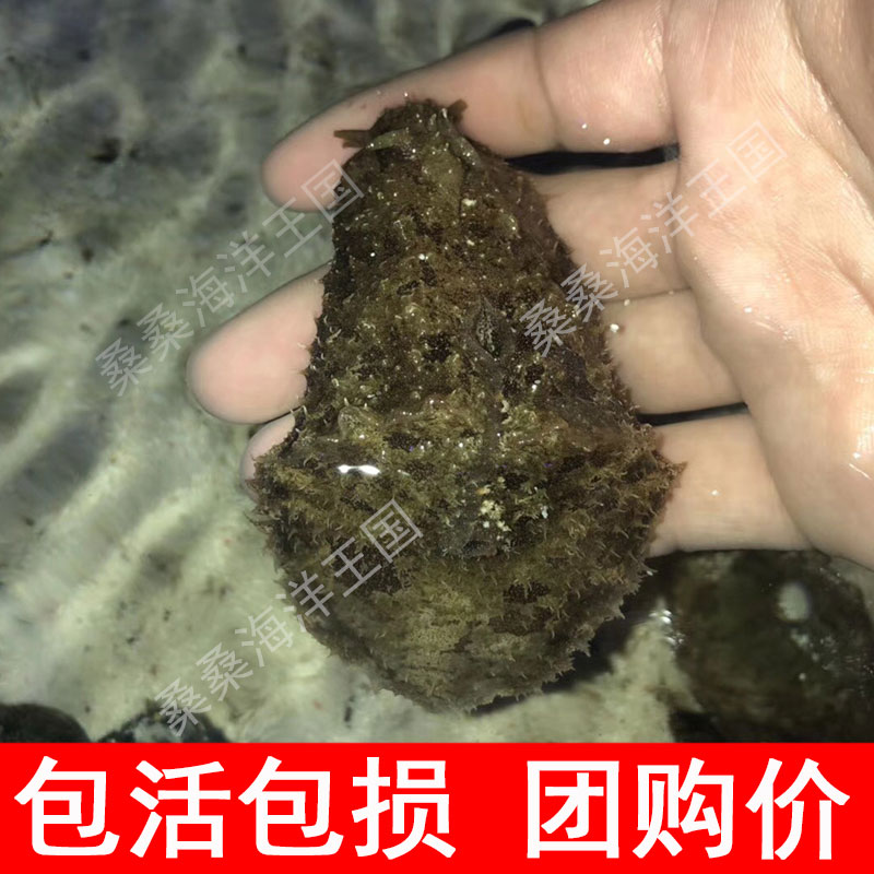 食藻海猪海水生物食藻水缸清洁吃低等藻活体海兔海蛞蝓小丑鱼-图0