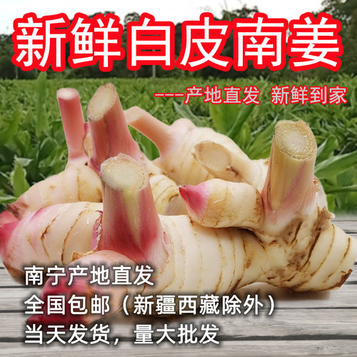 全国包邮 泰国白皮新鲜南姜沙姜  泰国良姜 芦苇姜 山姜高良姜 - 图2