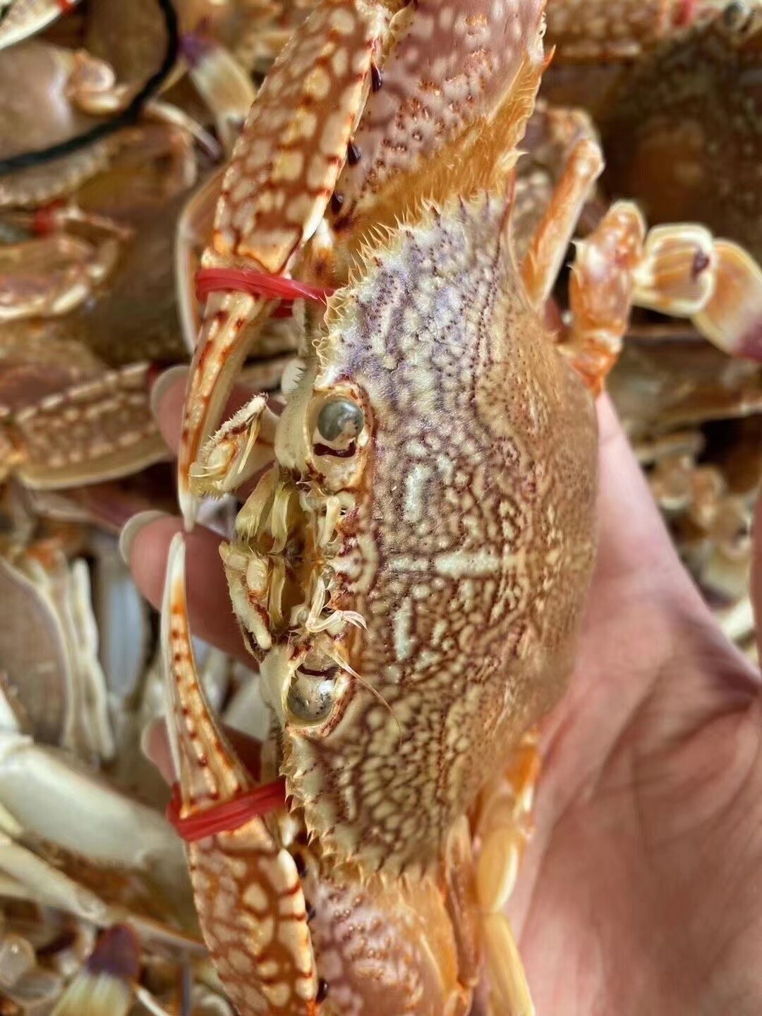 东山岛野生海鲜梭子蟹鲜活螃蟹 活冻大肉蟹可清蒸 扁蟹 满5斤包邮