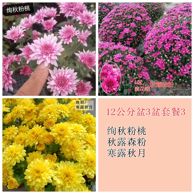 12公分盆球菊组合盆套餐 一年2次花千头菊花园菊花小菊盆栽秋菊 - 图1