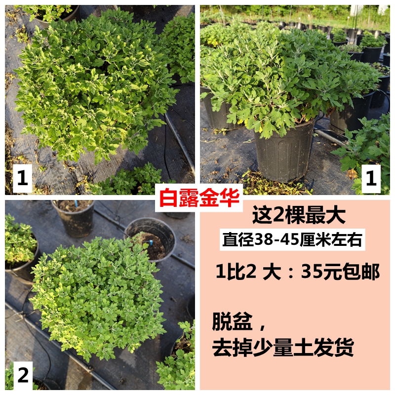 球菊大盆 庐庭 一年2次花 千头菊花园菊花小苗小菊苗秋菊 - 图0