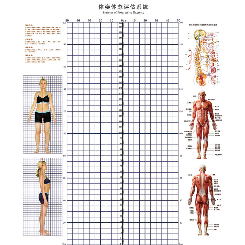 体态评估表墙纸工作室体测表背景图私教瑜伽馆健身体姿房产后壁纸 - 图1