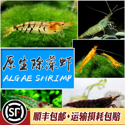 原生除藻虾淡水工具虾黑壳大河藻红鼻虾秀丽白水晶虎纹蜜蜂虾活体 - 图2