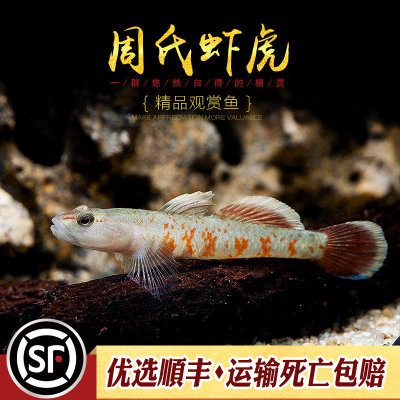 周氏虾虎鱼田爱吻蝦虎中国原生稀有品种新红吻类周氏SP溪吻溪流鱼_虎窝淘
