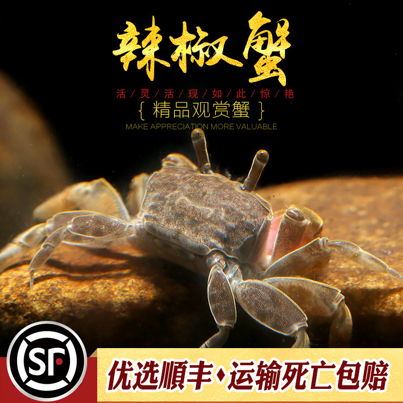 辣椒蟹冷水观赏蟹小型鱼缸热带鱼配蟹仔相手将军红宠物小河蟹活体-图1