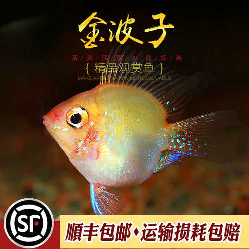 金波子鱼宠物波子皮卡丘热带鱼淡水草缸小型观赏鱼凤凰短鲷鱼活体 - 图2