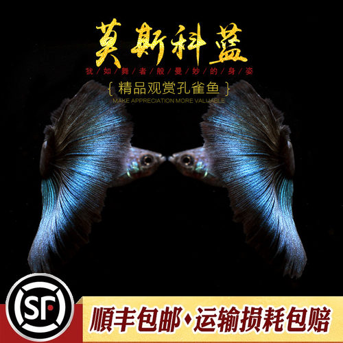 莫斯科蓝孔雀鱼精品观赏纯种热带小型胎生鱼冰蓝莫兰墨兰缎带活体 - 图0