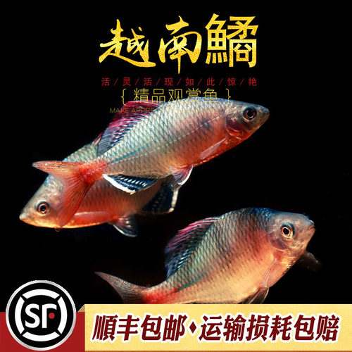 越南鳑鲏鱼中华yu彩石yu火山原生冷水观赏鱼旁皮水草缸不加温活体 - 图0