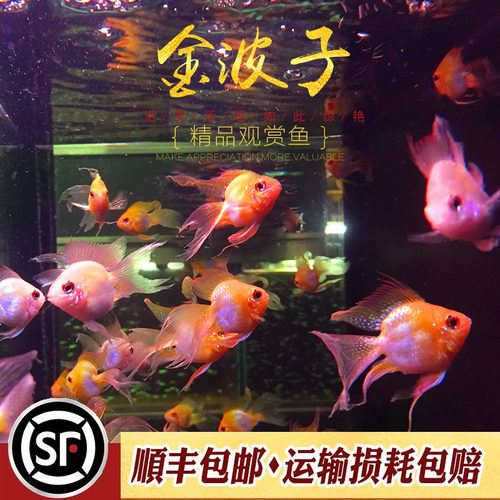 金波子鱼宠物波子皮卡丘热带鱼淡水草缸小型观赏鱼凤凰短鲷鱼活体 - 图0