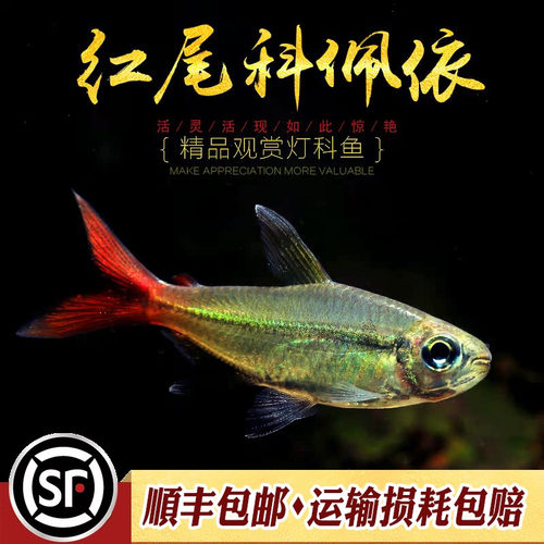 红尾科佩依鱼科配衣中高端南美灯科鱼热带鱼淡水鱼草缸群灯鱼活体 - 图2