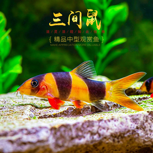 三间鼠鱼小丑泥鳅三间老鼠鱼龙鱼配鱼清缸热带观赏工具鱼活体宠物 - 图3