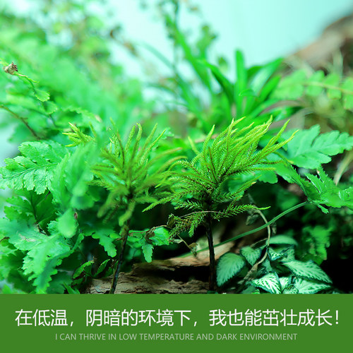 万年藓水草树型天朋草棕榈莫斯微景观盆景雨林卷柏蕨类苔藓绿植物 - 图1