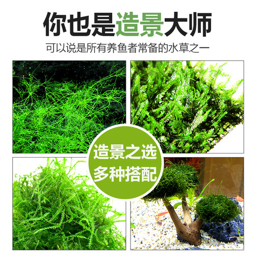 散装三角莫斯垂泪怪蕨阴性草懒人造景虾窝躲避屋水草绑线沉木定值 - 图0