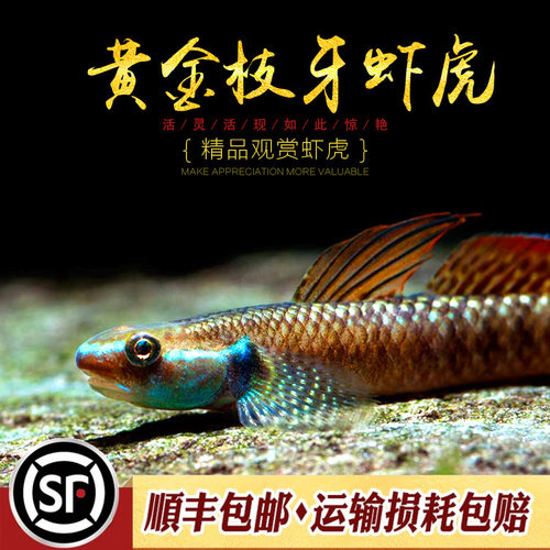 黄金枝牙枝桠虾虎鱼饰妆枝牙虾虎热带鱼蓝面电光红唇小熊猫虾虎鱼 - 图0