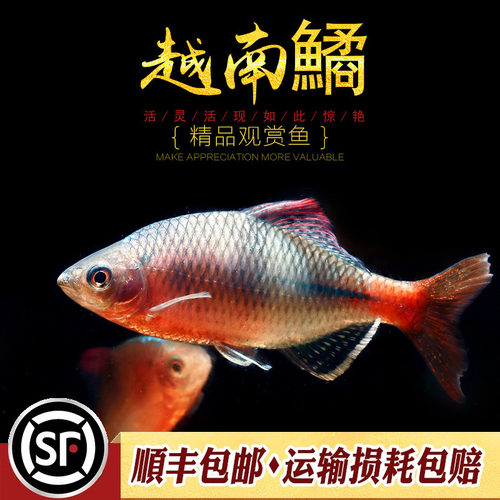 越南鳑鲏鱼中华yu彩石yu火山原生冷水观赏鱼旁皮水草缸不加温活体 - 图1