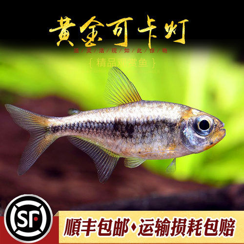 黄金可卡灯鱼南美进口F1黄金白金可卡霓虹帝王灯珍惜观赏鱼活体鱼 - 图0