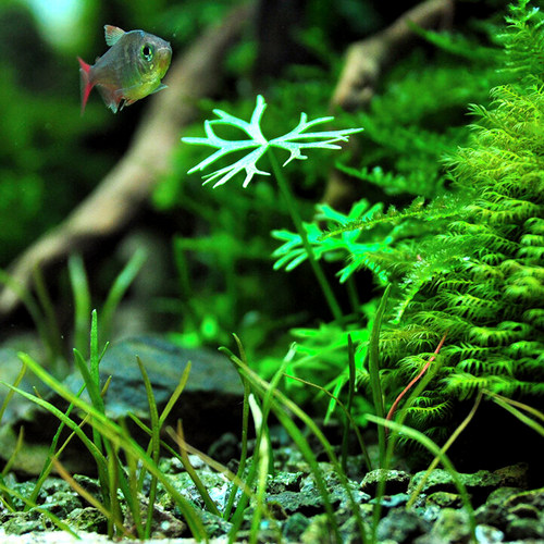 鹿角矮珍珠水草发烧高端中前进造景迷你趴爬地矮珍珠稀有品种活体 - 图2